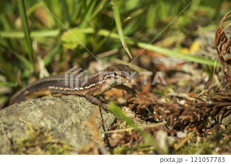 地面にいたトカゲ 121057783