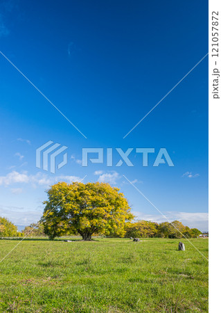 淀川河川公園の大きな木 守口市 淀川河川公園の大きな木 守口市 121057872