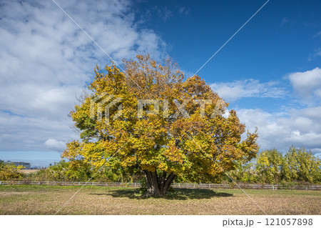 淀川河川公園の大きな木 守口市 淀川河川公園の大きな木 守口市 121057898