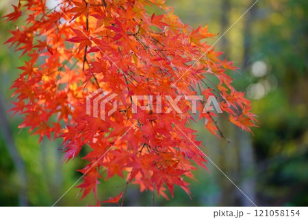 日本の秋イメージ・奈良18 121058154