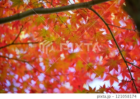 奈良・生駒市・鹿ノ台中央公園の錦のもみじ12 奈良・生駒市・鹿ノ台中央公園の錦のもみじ12 121058174