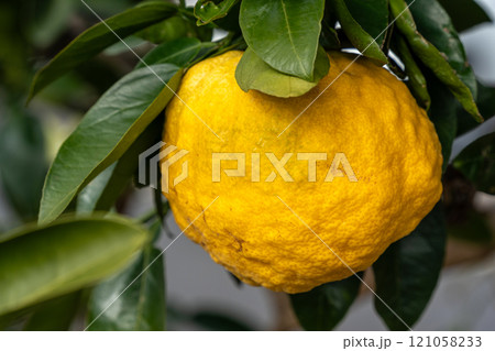 黄色に色付いた鬼柚子 121058233