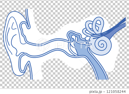 Structure of the ear: outer ear, middle ear, inner ear 121058244