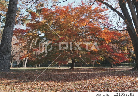 海住山寺の秋 121058393