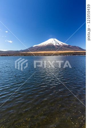 【山梨県_富士山_山中湖】白鳥と富士山 11月 【山梨県_富士山_山中湖】白鳥と富士山 11月 121058439