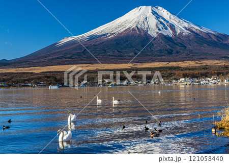 【山梨県_富士山_山中湖】白鳥と富士山 11月 121058440