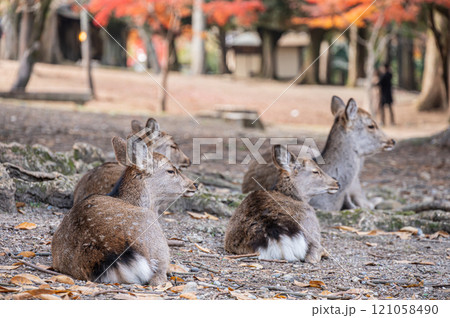 奈良公園の鹿　 121058490
