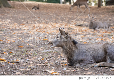 奈良公園の鹿　 121058497