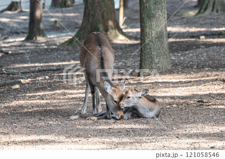 奈良公園の鹿 奈良公園の鹿 121058546