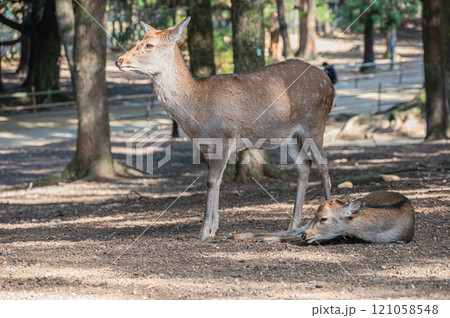 奈良公園の鹿　 121058548