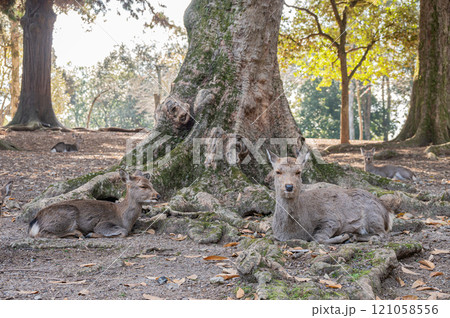 奈良公園の鹿 奈良公園の鹿 121058556