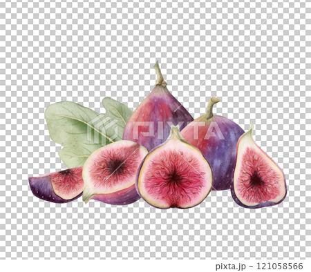 Bunch of figs with leaf watercolor Illustration isolated on white. Hand drawn pile of exotic fruits for gourmet clipart. Summer food drawing or cooking recipes 121058566