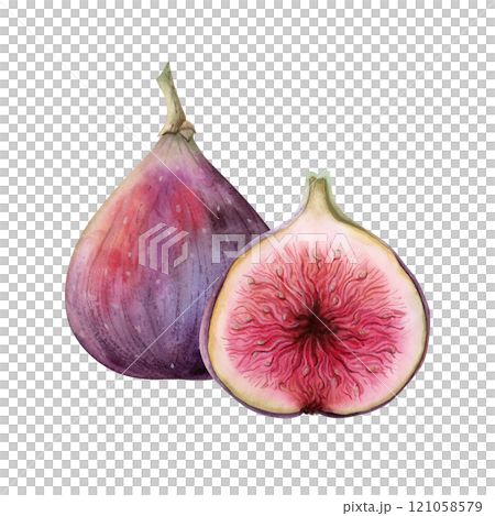 Simple purple figs watercolor composition with whole and halved fruits. Hand drawn isolated illustration with ripe violet red plant botanical sketch for packaging, labels and summer markets Simple purple figs watercolor composition with whole and halved fruits. Hand drawn isolated illustration with ripe violet red plant botanical sketch for packaging, labels and summer markets 121058579