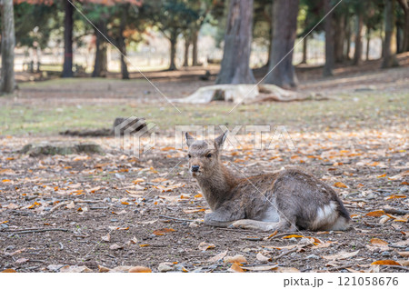 奈良公園の鹿  奈良公園の鹿  121058676