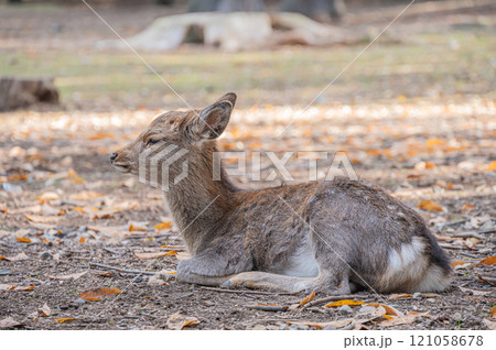 奈良公園の鹿　 121058678
