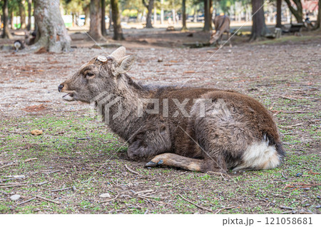 奈良公園の鹿　 121058681