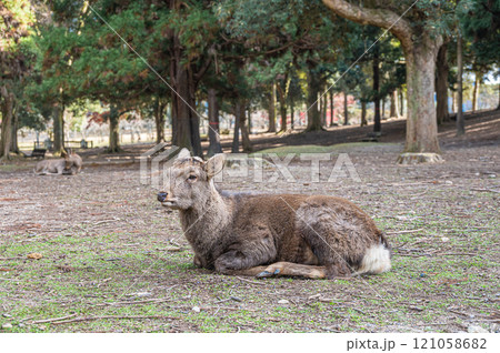 奈良公園の鹿　 121058682