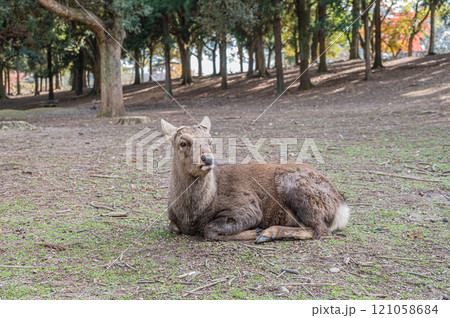 奈良公園の鹿  奈良公園の鹿  121058684