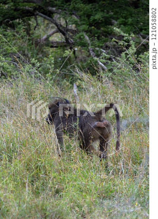 Monkey walks in savanna and chews grass. Chacma baboon 121058802