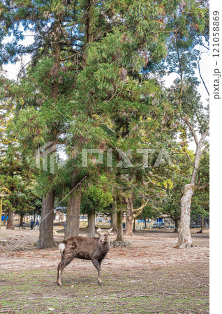 奈良公園の鹿　 121058869