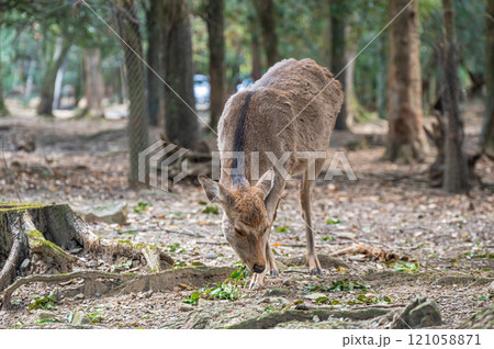 奈良公園の鹿 121058871