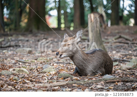 落ち葉の上にすわる鹿 奈良公園 落ち葉の上にすわる鹿 奈良公園 121058873