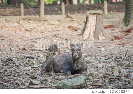 落ち葉の上にすわる鹿　奈良公園 121058874