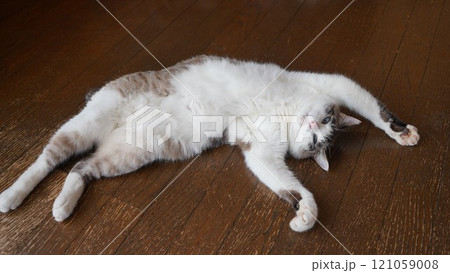 お腹を出してバンザイ桜猫 お腹を出してバンザイ桜猫 121059008