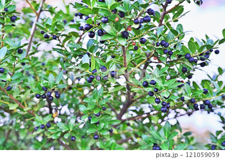 黒いイヌツゲの実（冬、十二月） 121059059