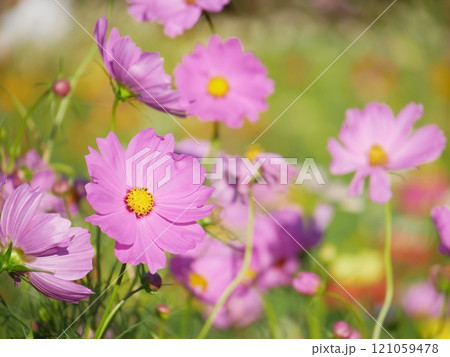 コスモスの花畑 コスモスの花畑 121059478