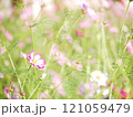 コスモスの花畑 121059479