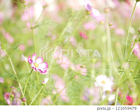コスモスの花畑 コスモスの花畑 121059479