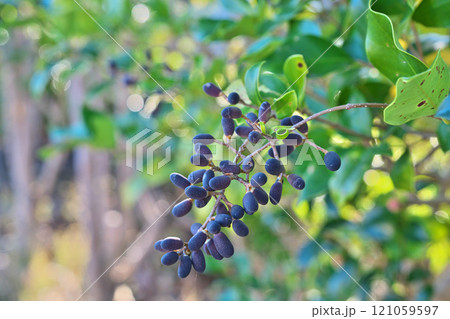 黒いネズミモチの実(冬、十二月) 黒いネズミモチの実(冬、十二月) 121059597