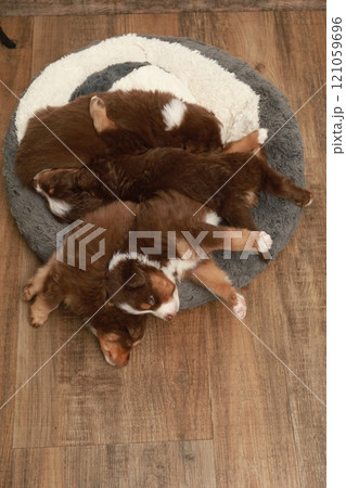 Three puppies are sleeping on a round rug Three puppies are sleeping on a round rug 121059696