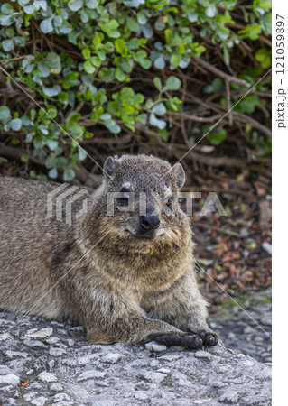 Close up portrait of Rock hyrax lying on footpath, looking at camera 121059897