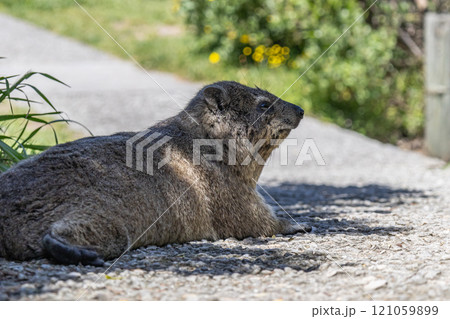 Rock hyrax resting on footpath in shade of tree. Procavia capensis. cape hyrax Rock hyrax resting on footpath in shade of tree. Procavia capensis. cape hyrax 121059899