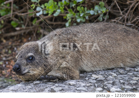 Close up portrait of cute rock hyrax lying on footpath, looking at camera Close up portrait of cute rock hyrax lying on footpath, looking at camera 121059900