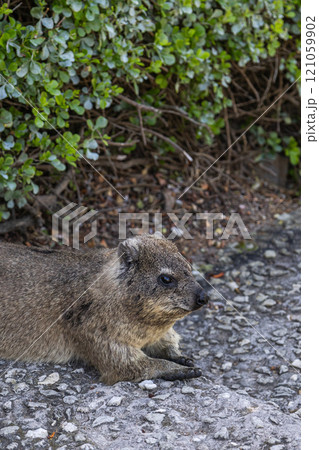 Rock hyrax resting on footpath in shade of tree. Procavia capensis. cape hyrax 121059902