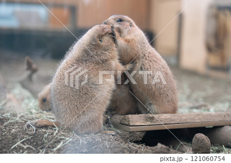 寄り添うプレーリードッグ 121060754