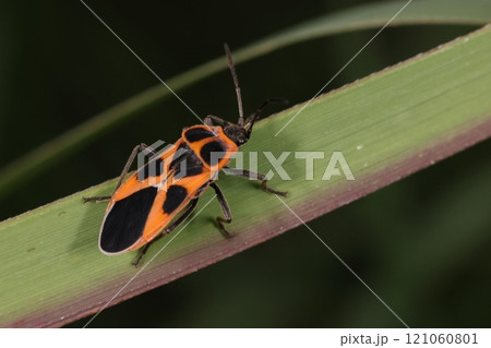 生き物 昆虫 ヒメジュウジナガカメムシ、十一月の公園で。手入れの行き届かない草むらにいました 生き物 昆虫 ヒメジュウジナガカメムシ、十一月の公園で。手入れの行き届かない草むらにいました 121060801