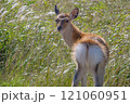 北海道の野付半島、こちらを振り向くエゾジカ 121060951