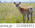 北海道の野付半島、こちらを振り向くエゾジカ 121060952