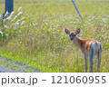 北海道の野付半島、こちらを振り向くエゾジカ 121060955