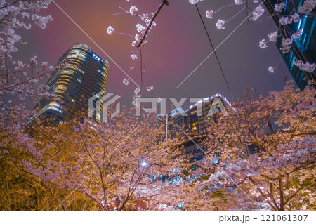 桜並木と高層ビルの夜景 121061307