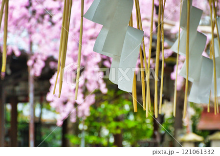水火天満宮 美しい枝垂れ桜(京都府京都市上京区) 水火天満宮 美しい枝垂れ桜(京都府京都市上京区) 121061332