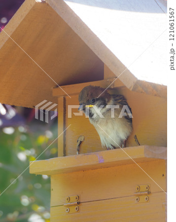 巣箱から乗り出すヒナ 121061567