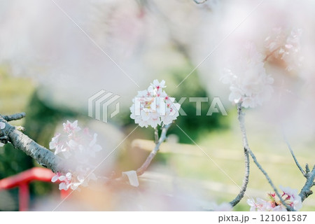儚い桜 儚い桜 121061587