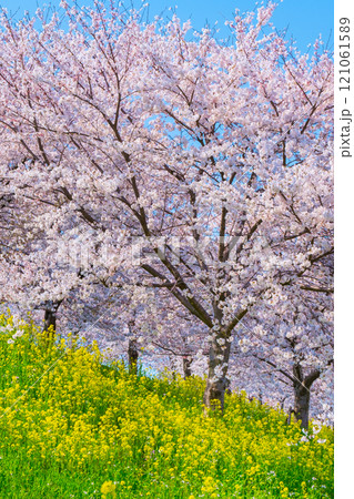 桜と菜の花（大河津分水桜並木にて） 121061589