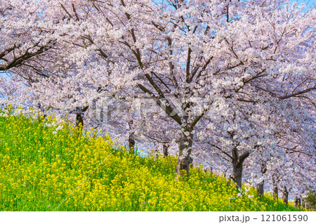 桜と菜の花（大河津分水桜並木にて） 121061590