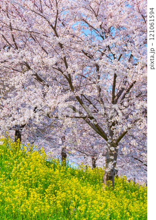 桜と菜の花（大河津分水桜並木にて） 121061594